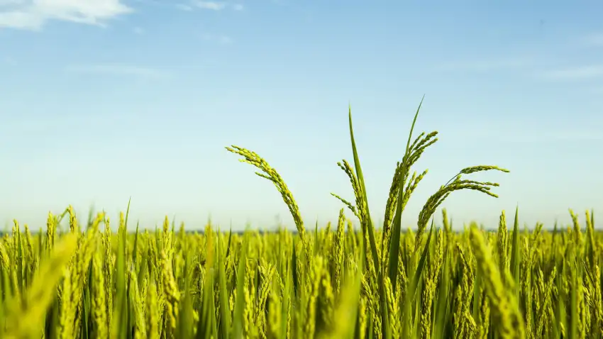 Rice Field Background Full HD Download Free