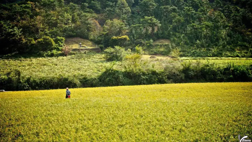 Rice Field Background Full HD Download Free