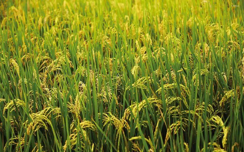 Rice Field Background Full HD Download Free