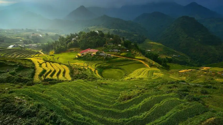 Rice Field Background Full HD Download Free