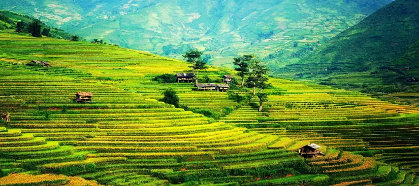 Rice Field Background Full HD Download Free