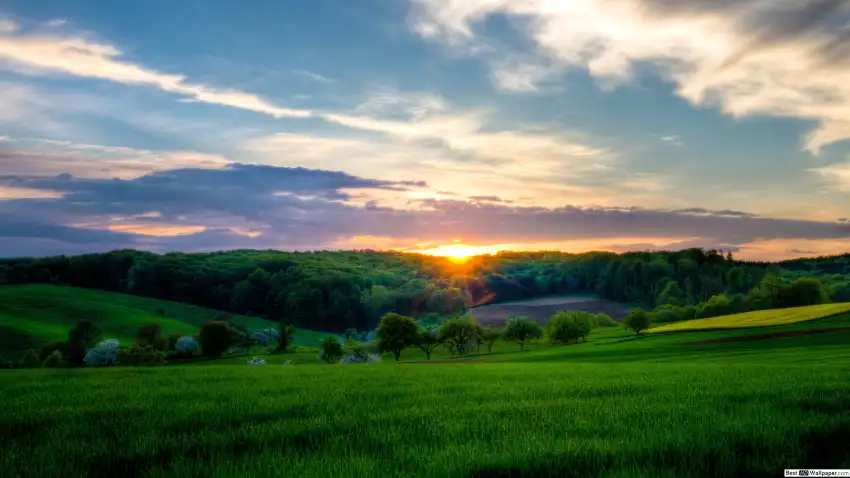 Rice Field Background Full HD Download Free