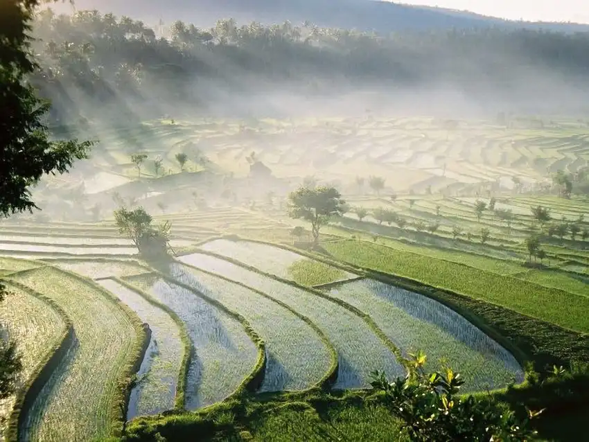 Rice Field Background HD Download Free