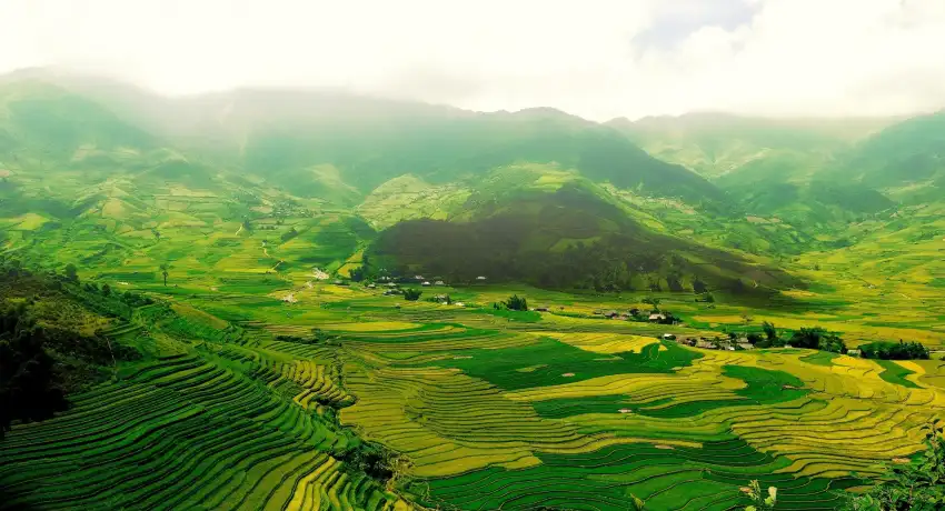 Rice Field Background HD Download Free