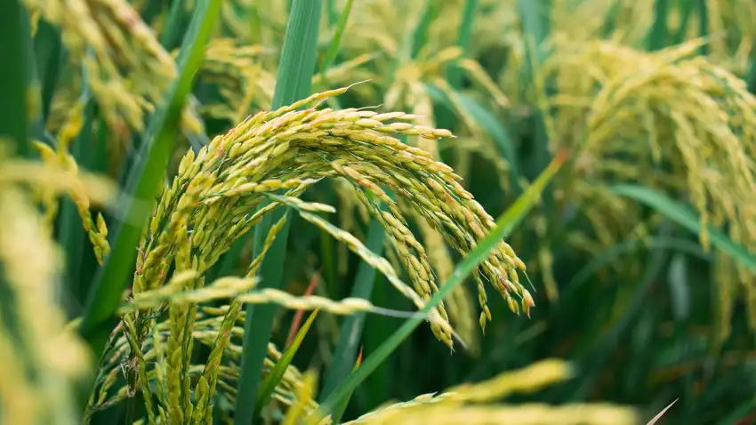 Rice Field Background HD Download Free