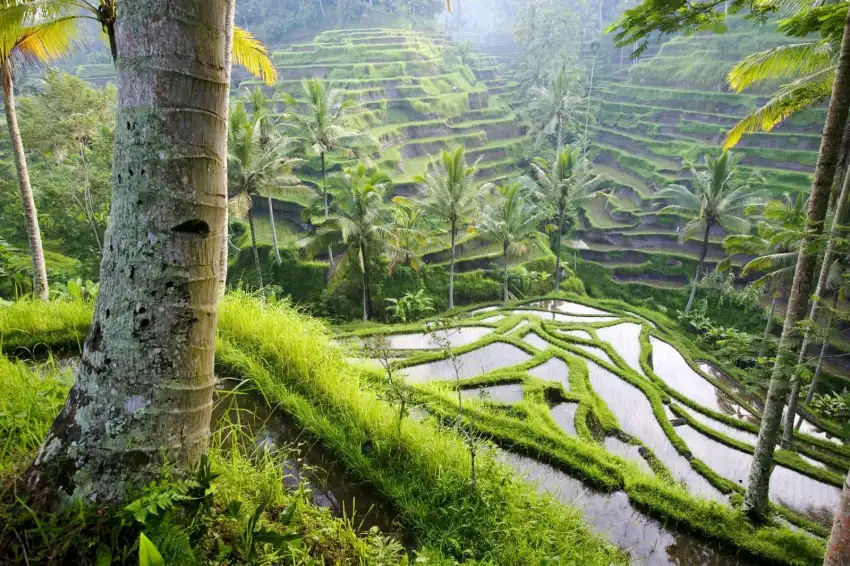 Rice Field Background HD Download Free