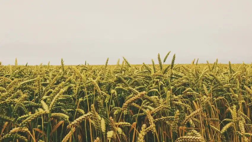 Rice Field Background HD Download Free