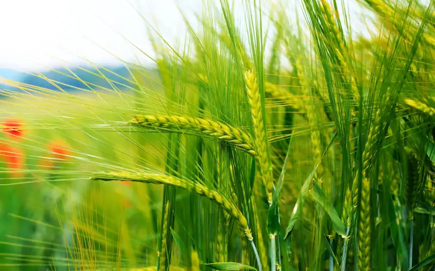 Rice Field Background HD Images Photos  Download Free