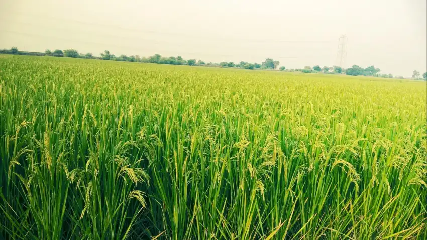 Rice Field Background HD Images Photos  Download Free