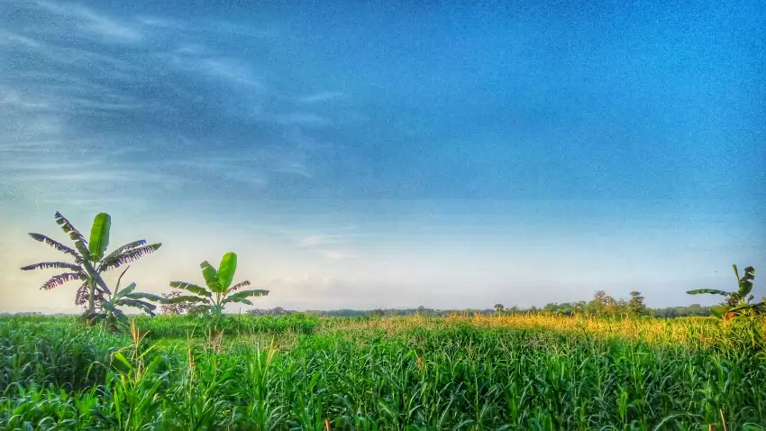 Rice Field Background HD Images Photos  Download Free