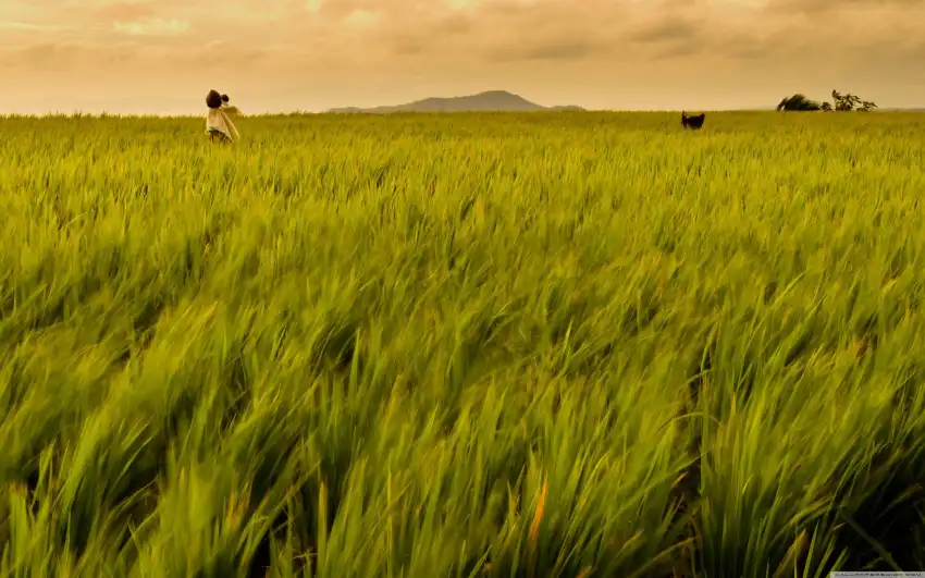 Rice Field Background Wallpaper HD Download Free