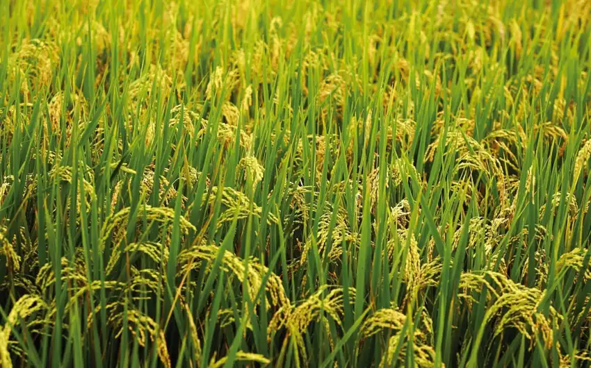 Rice Field Background Wallpaper HD Download Free