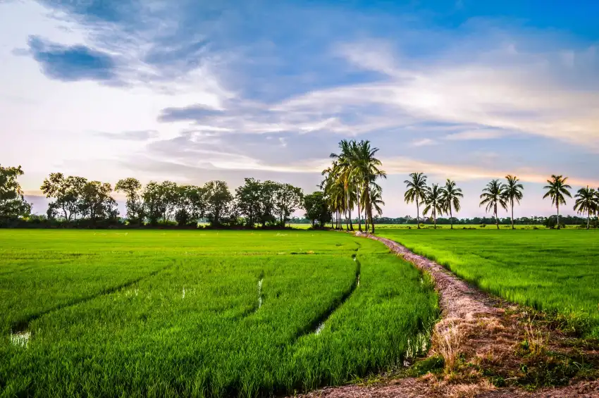 Rice Field Background Wallpaper HD Download Free