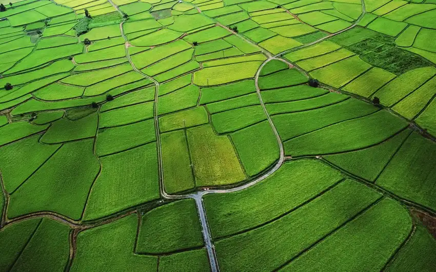 Rice Field Background Wallpaper HD Download Free