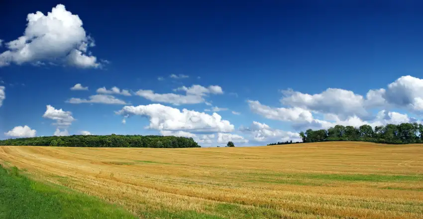 Rice Field Sky Cloud Background HD Download Free