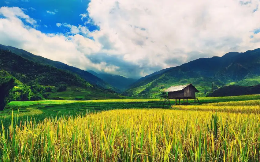 Rice Field Sky Cloud Background HD Download Free