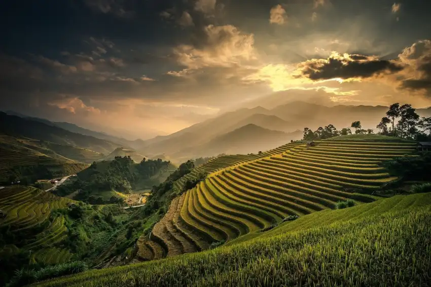 Rice Field Sunset Sky Background HD Download Free