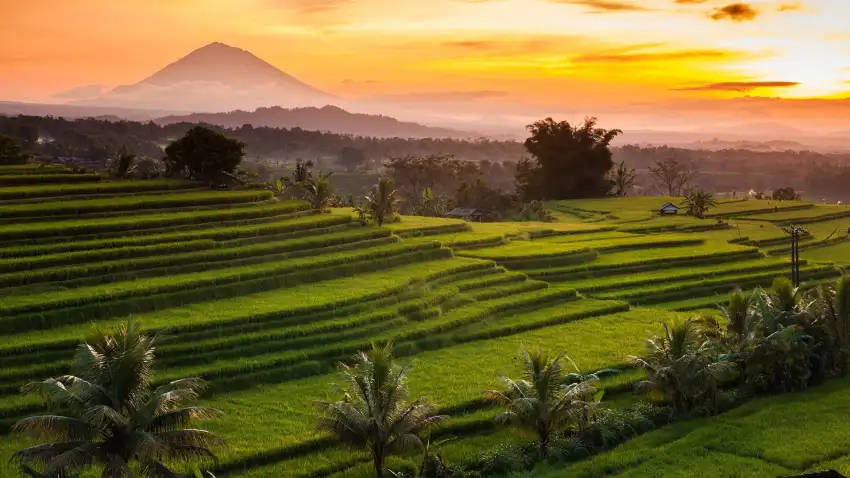 Rice Field Sunset Sky Background HD Download Free