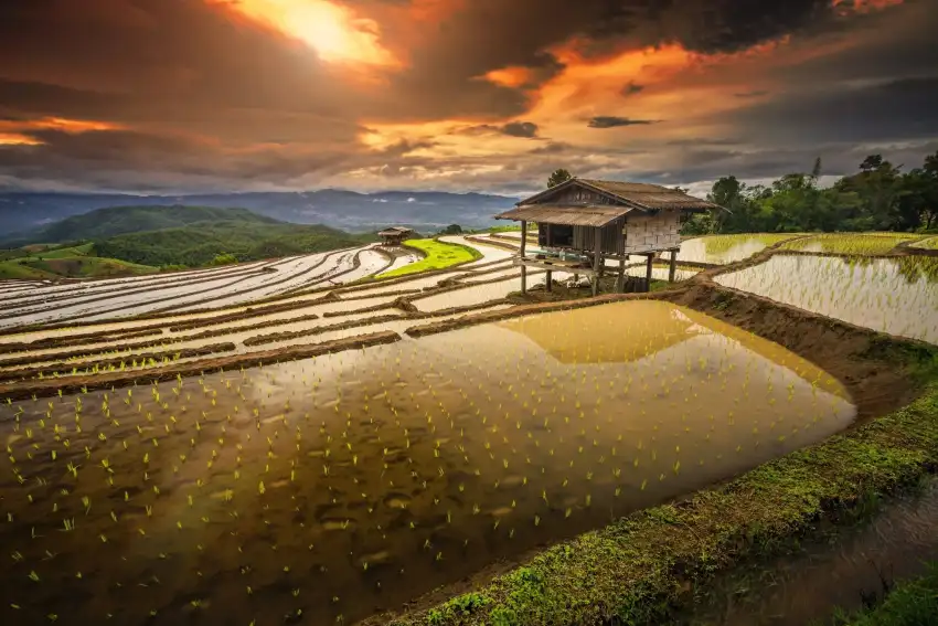 Rice Field Sunset Sky Background HD Download Free