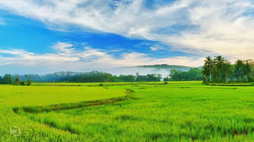 Rice Field With Blue Sky  Background HD Download Free