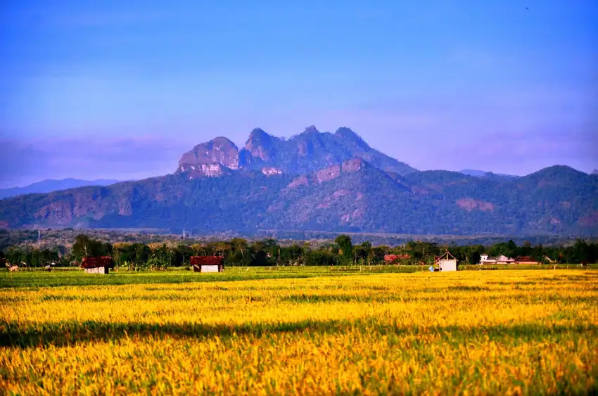 Rice Field With Blue Sky  Background HD Download Free