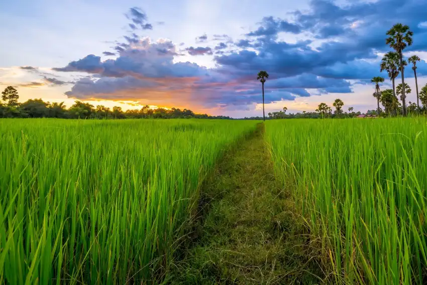 Rice Field With Sky  Background HD Download Free