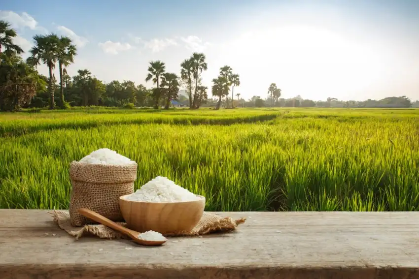 Rice Field With Sky  Background HD Download Free