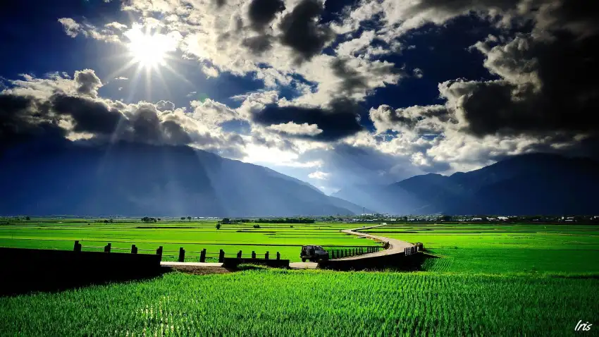 Rice Field With Sky  Background HD Download Free