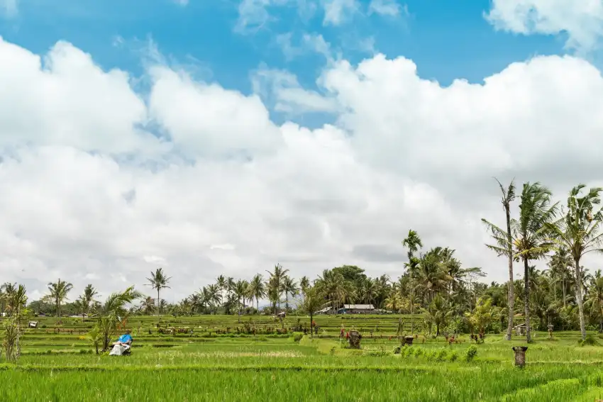 Rice Field With Sky  Background HD Download Free