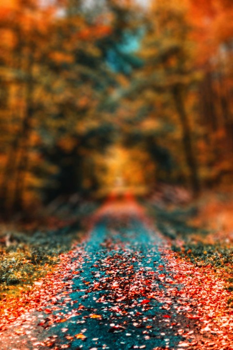 Road Autumn Tree CB Picsart Editing Background HD Download