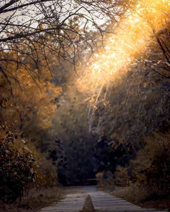 Road Autumn Tree Photo Editing Background Download