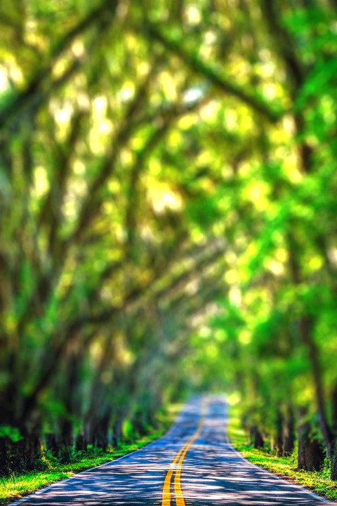 Road Forest Tree Blur Picsart Background Full HD Download