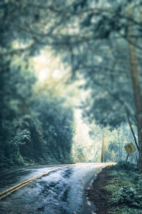 Road Forest Tree CB  Background Full HD Download