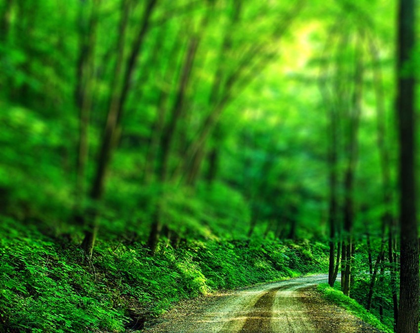 Road Forest Tree CB Editing  Background Full HD Download