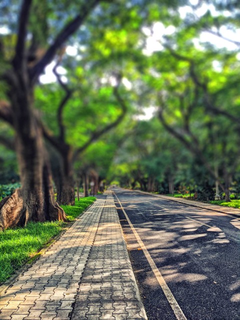 Road Green Tree CB Picsart Editing Background HD Download