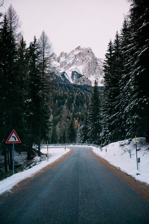 Road Green Winter Tree Background HD Download