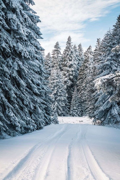 Road Green Winter Tree Background HD Download