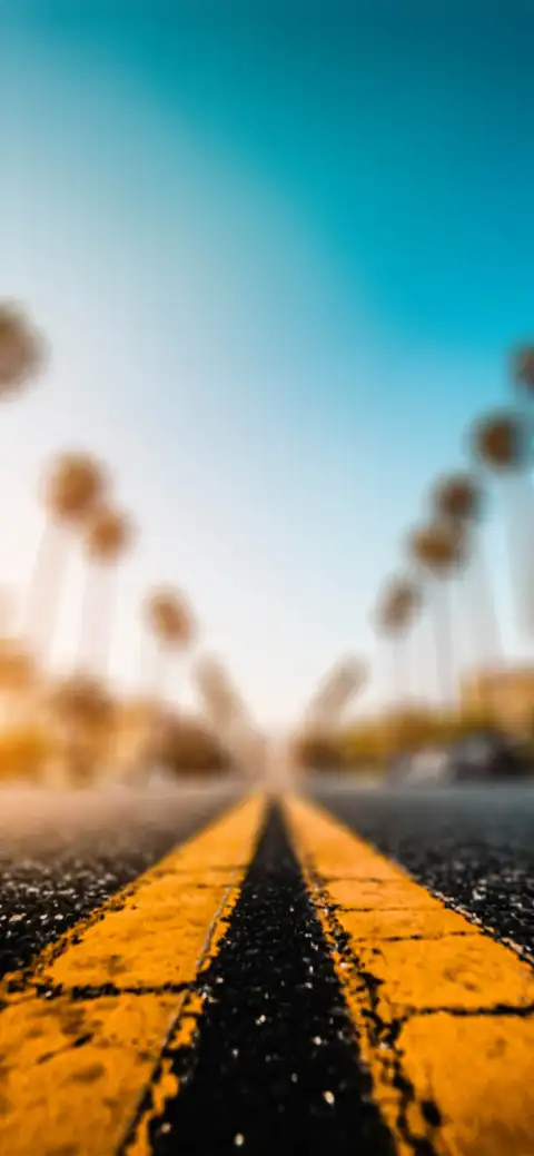 Road Palm Tree Background HD Donwload