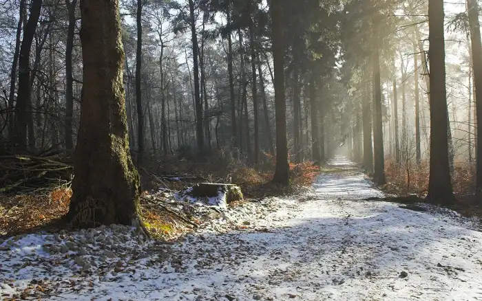 Road Path Winter Forest Background HD Editing Images