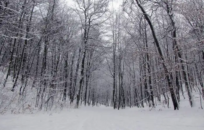 Road Path Winter Forest Background HD High Quality Images