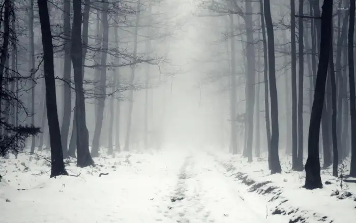 Road Path Winter Forest Background HD High Quality Images