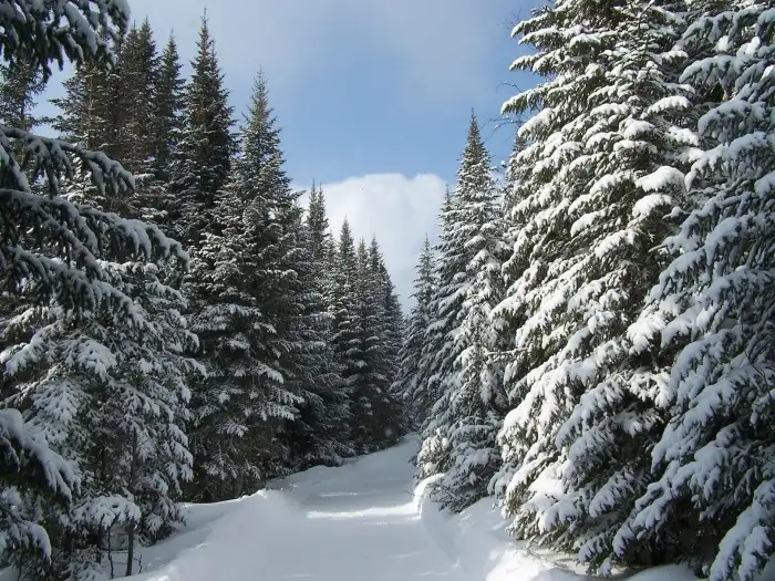 Road Path Winter Forest Background HD Images For Desktop