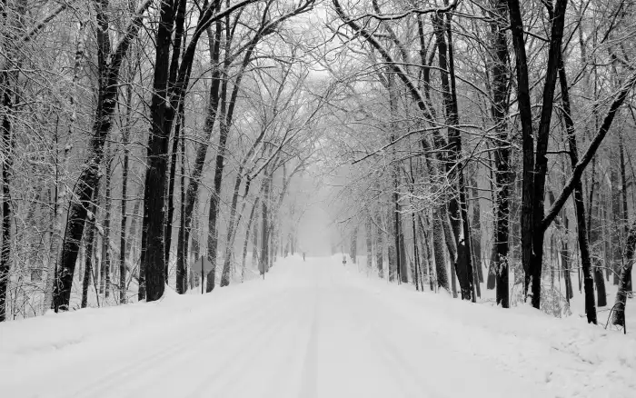 Road Path Winter Forest Background HD Images For Desktop