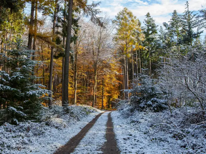 Road Path Winter Forest Background HD Images fREE