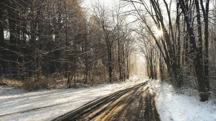 Road Path Winter Forest Background HD Images Free