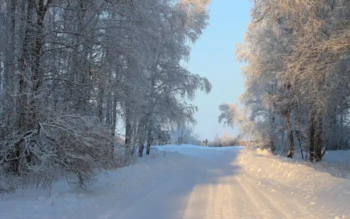 Road Path Winter Forest Background HD Images fREE