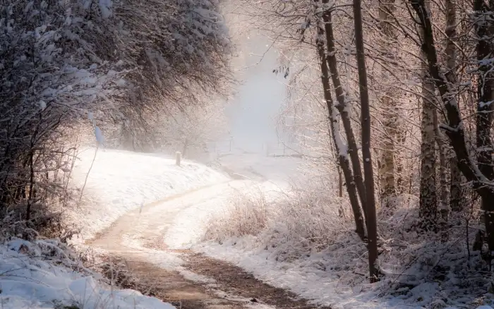 Road Path Winter Forest Background HD Images Free