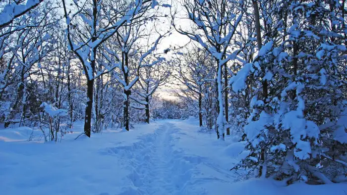 Road Path Winter Forest Background HD Wallpapers