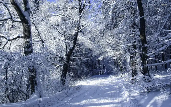 Road Path Winter Forest Background HD Wallpapers