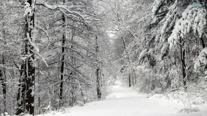 Road Winter Forest Background HD Wallpaper Free